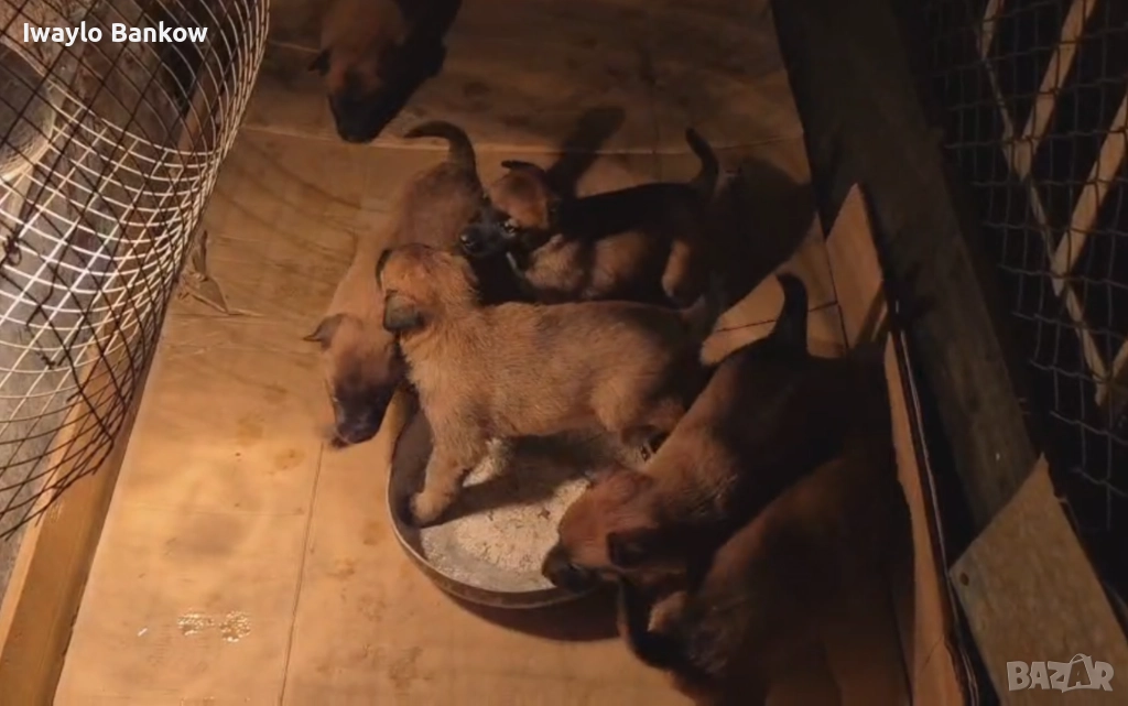 Кученца белгийски овчарки малиноа, снимка 1