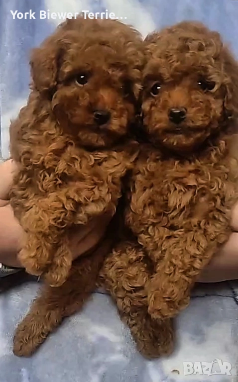 Той Пудел! Игриви момичета за семейство с деца! Доставка , снимка 1