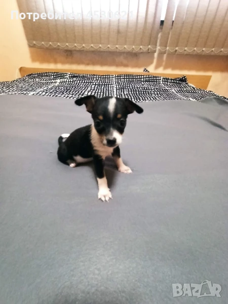 мини пинчер , снимка 1