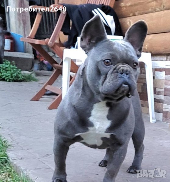 Син френски булдог Blue French bulldog, снимка 1