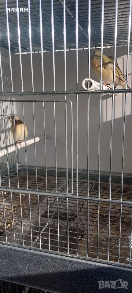 Гулдови амадини, снимка 1