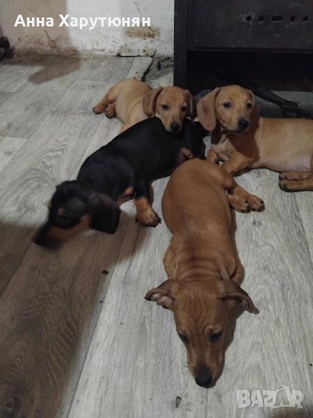продавам четири дакелчета, снимка 1