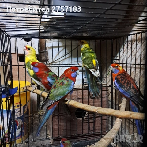 продавам пенантови розели и чифт страки, снимка 4 - Папагали - 53227365