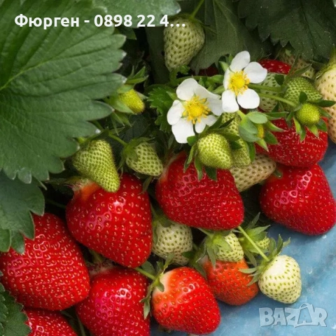Ягода - Сорт Клери, снимка 3 - Разсади - 52241052
