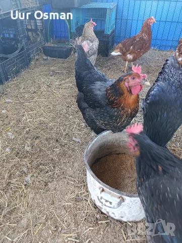 Продавам млади кокошки, снимка 7 - За селскостопански - 56399003