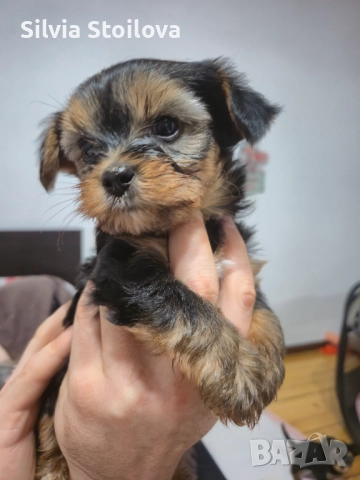 Йоркширски териер, снимка 1