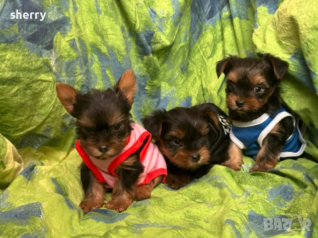 Мини йоркита , снимка 4 - Йоркширски териер - 53641223