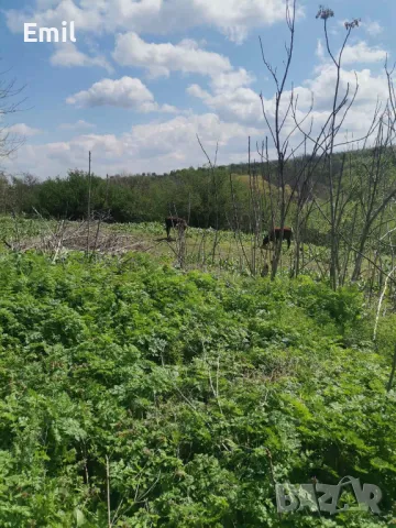 От собственик. Дворно място в село Пелишат до Плевен