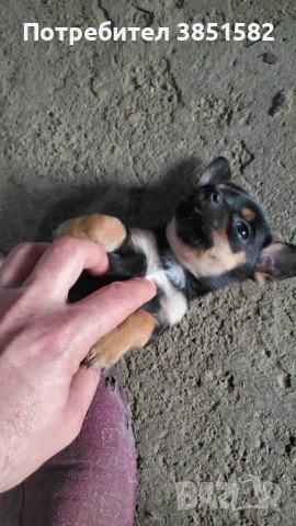 Мини чихо-пинчер момиче , снимка 3 - Пинчер - 53368840