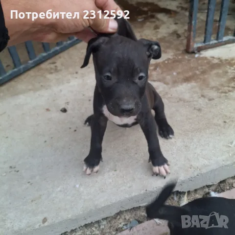 Продават се питбучета!, снимка 10 - Питбул - 56167868