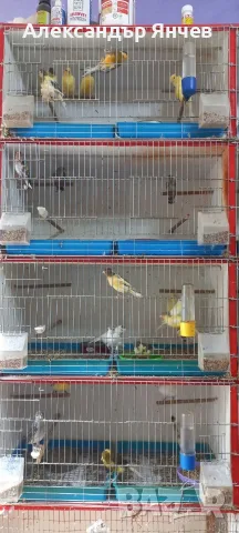 Продавам декоративни птици, снимка 2 - други­ - 56370513