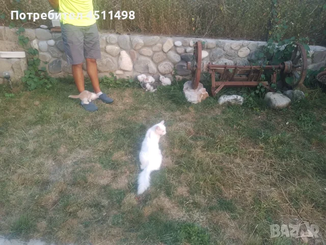 Котенца на 2,5 месеца, снимка 2 - За котки - 56142437