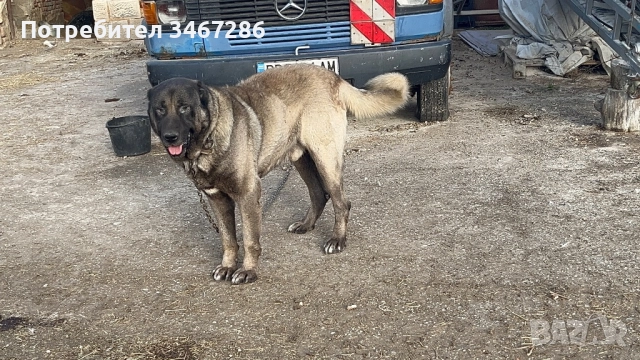 Мъжки Кангал, снимка 5 - Кангал - 52935585