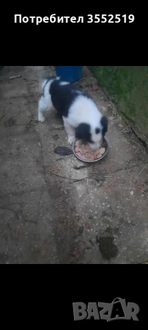 Продавам каракачанка, мъжко родено 25.10.25, снимка 2 - Каракачанска овчарка - 52882051