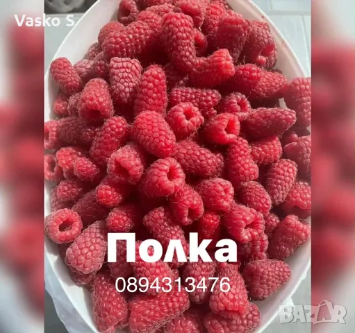 Разсад 2026 малини, снимка 8 - Разсади - 56361308