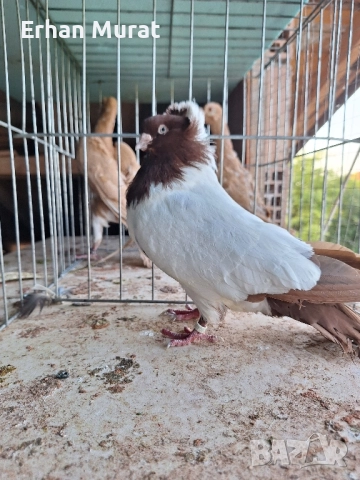 dekorativni gılıbi razlicni vidove, снимка 3 - други­ - 52557404