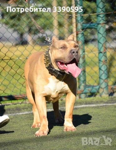 Американско Були Покет и Хл за Разплод, снимка 7 - Други - 47006995