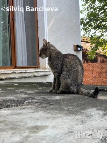Търсим добри нови стопани за тези две котенца.Те са майка и дъщеря и  двете са супер игриви, снимка 9 - Търси партньор - 55922851