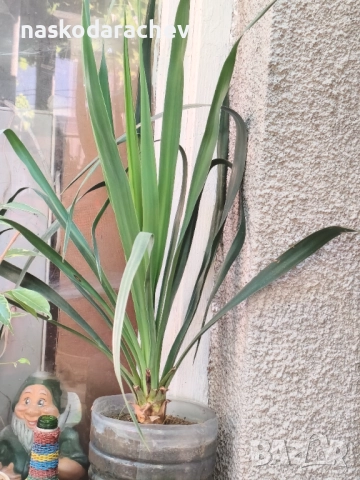 Юка - студоустойчиви големи растения в саксия , снимка 11 - Градински цветя и растения - 51692388