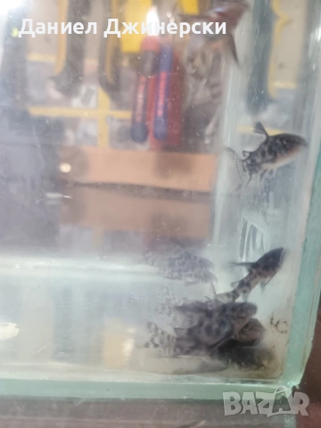 сом Коридорас (тигрово сомче), снимка 6 - Рибки - 53299050