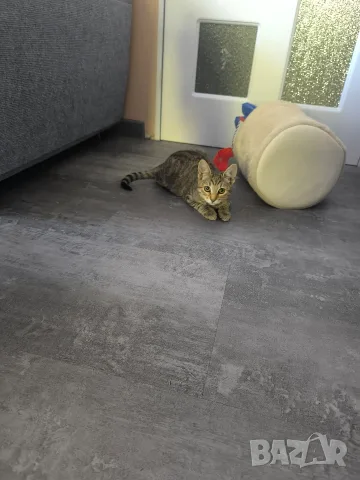 Подарявам малко котенце, снимка 5 - Други - 56211156