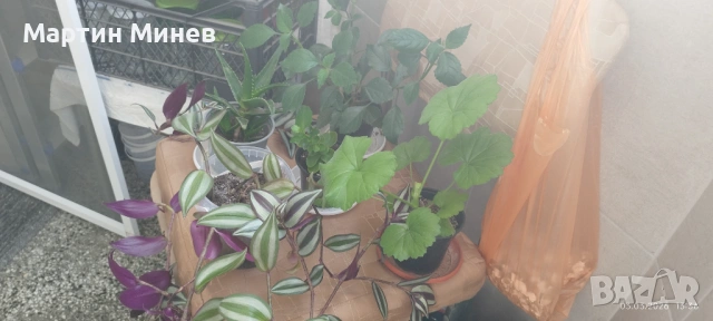 Комплект 6 цветя за 20 евро, снимка 9 - Стайни растения - 52480621