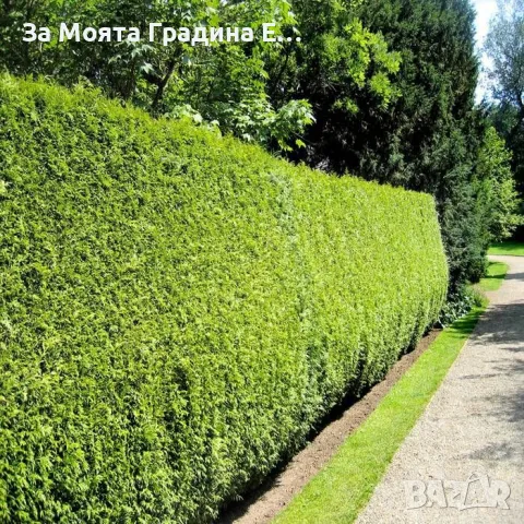 Западна Туя Брабант с Високо качество , снимка 4 - Градински цветя и растения - 49492242