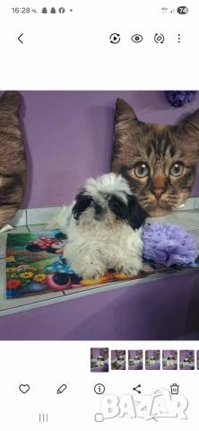 малка принцеса порода Ши тцу, снимка 5 - Ши Тцу - 53444041