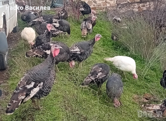 Свободни домашни пуйки гр.хасково 0877222145