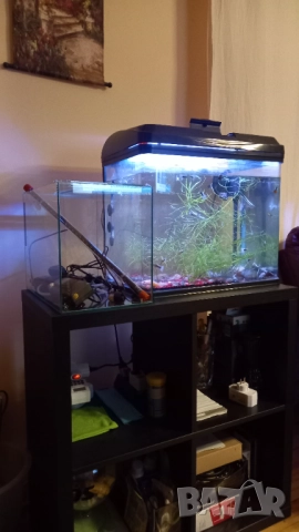 Продавам 2бр.аквариуми, снимка 9 - Аквариуми - 51190549