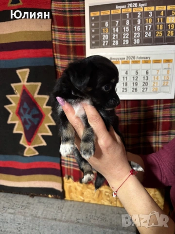 Пинчерчета 