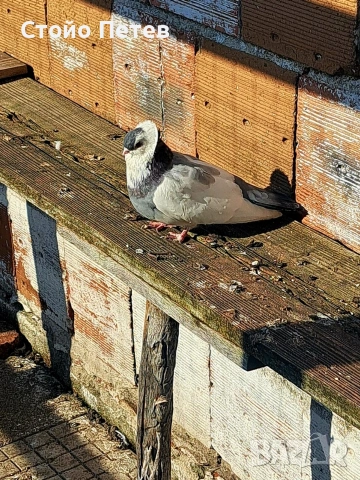 Женски фелигихаз, снимка 4 - Гълъби - 53850065