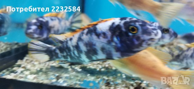 Рибки Африкански цихлиди, снимка 3 - Рибки - 29901665