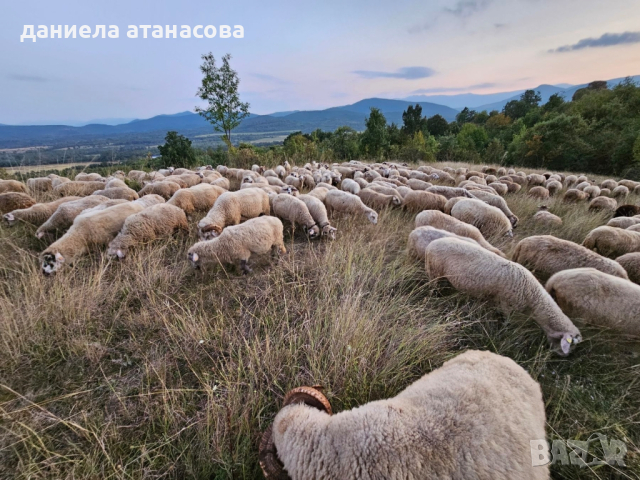 стадо Реплянски овце , снимка 5 - Овце - 44596836