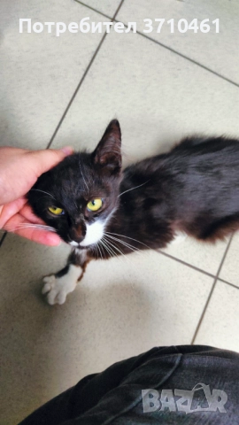 Коте, дългокосмест, 6 месечен, черно-бял, с отрицателни тестове за болести, снимка 8 - Други - 51742472