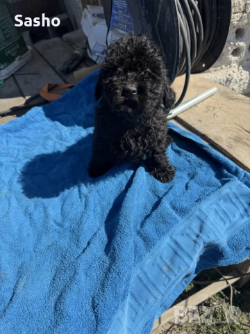 той пудел. момче, снимка 6 - Пудели - 55875299