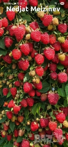 Малини разсад