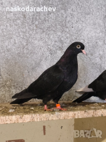 Гълъби на въртене - преметачи различни цветове, т.нар. поморийски ролери , снимка 8 - Гълъби - 52409994
