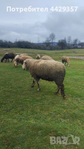 Ил дьо Франс- коч, снимка 2 - Овце - 53365561