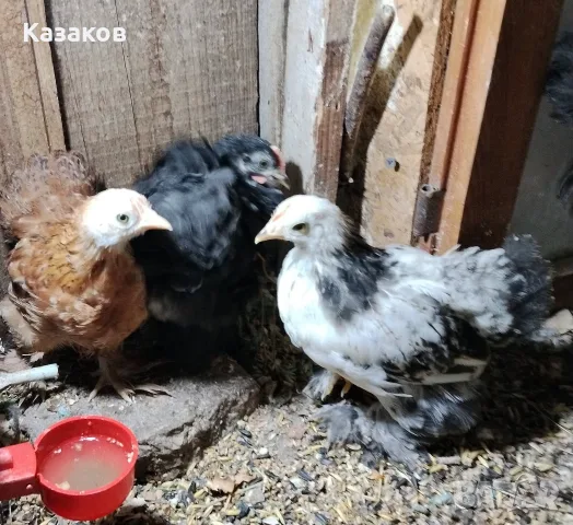 Продавам мини кохин