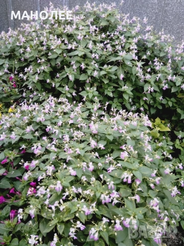 🪴🌺💖Impatiens balfourii🎁🌸💐, снимка 2 - Градински цветя и растения - 52005727