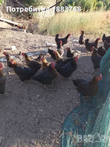 селскостопански животни кокошки 