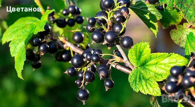 Касис  (Черно френско грозде), снимка 1