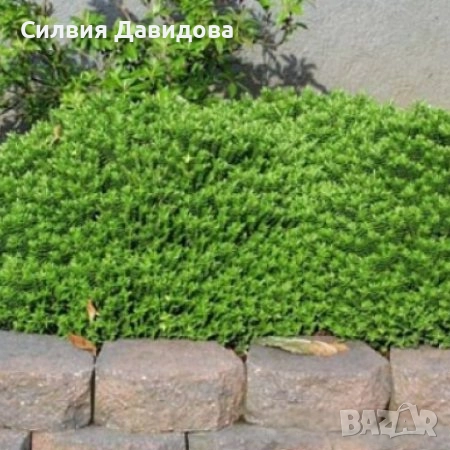 Хебе Hebe, снимка 7 - Градински цветя и растения - 52534903