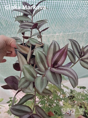 Традисканция Зебрина - 1,99лв., снимка 2 - Стайни растения - 52412061