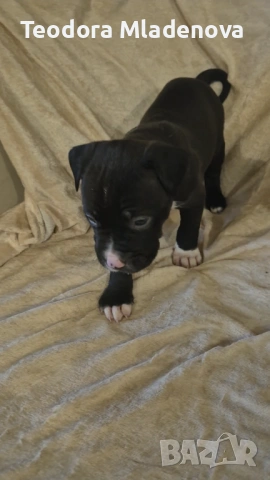 Продавам питбулчета , снимка 9 - Други животни - 53249402