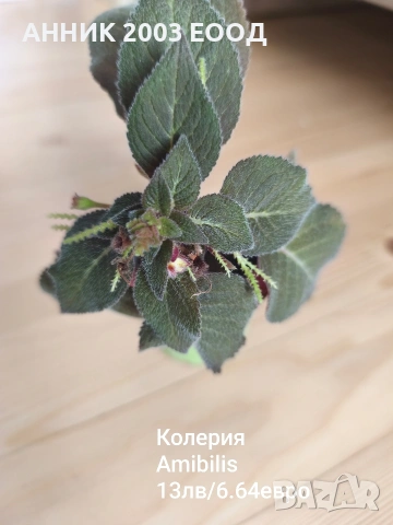 Сортови колерии, снимка 9 - Стайни растения - 53782439