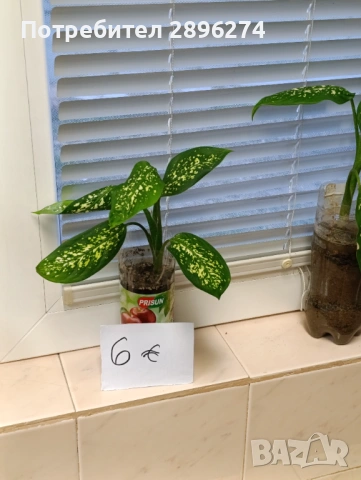  Дифенбахия , снимка 6 - Стайни растения - 46264327