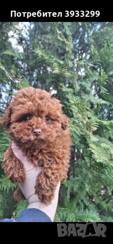 той пудел пуделче момче