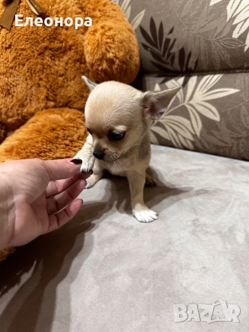 Уникално Мини Чихуахуа Момиченце, снимка 3 - Чихуахуа - 52883311